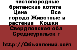 чистопородные британские котята › Цена ­ 10 000 - Все города Животные и растения » Кошки   . Свердловская обл.,Среднеуральск г.